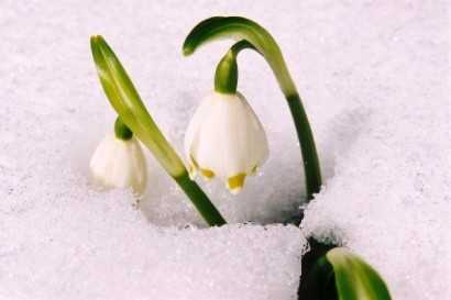 L'apparition de la plante, en fin de germination, repr�sente la prise de conscience de l'action amoureuse et respectueuse de Dieu dans nos vies